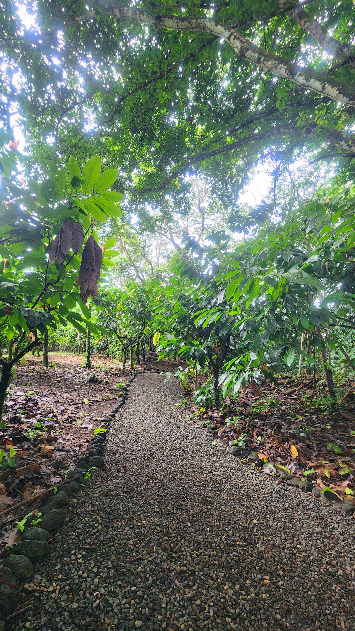 Rainforest Chocolate Tour - photo 3