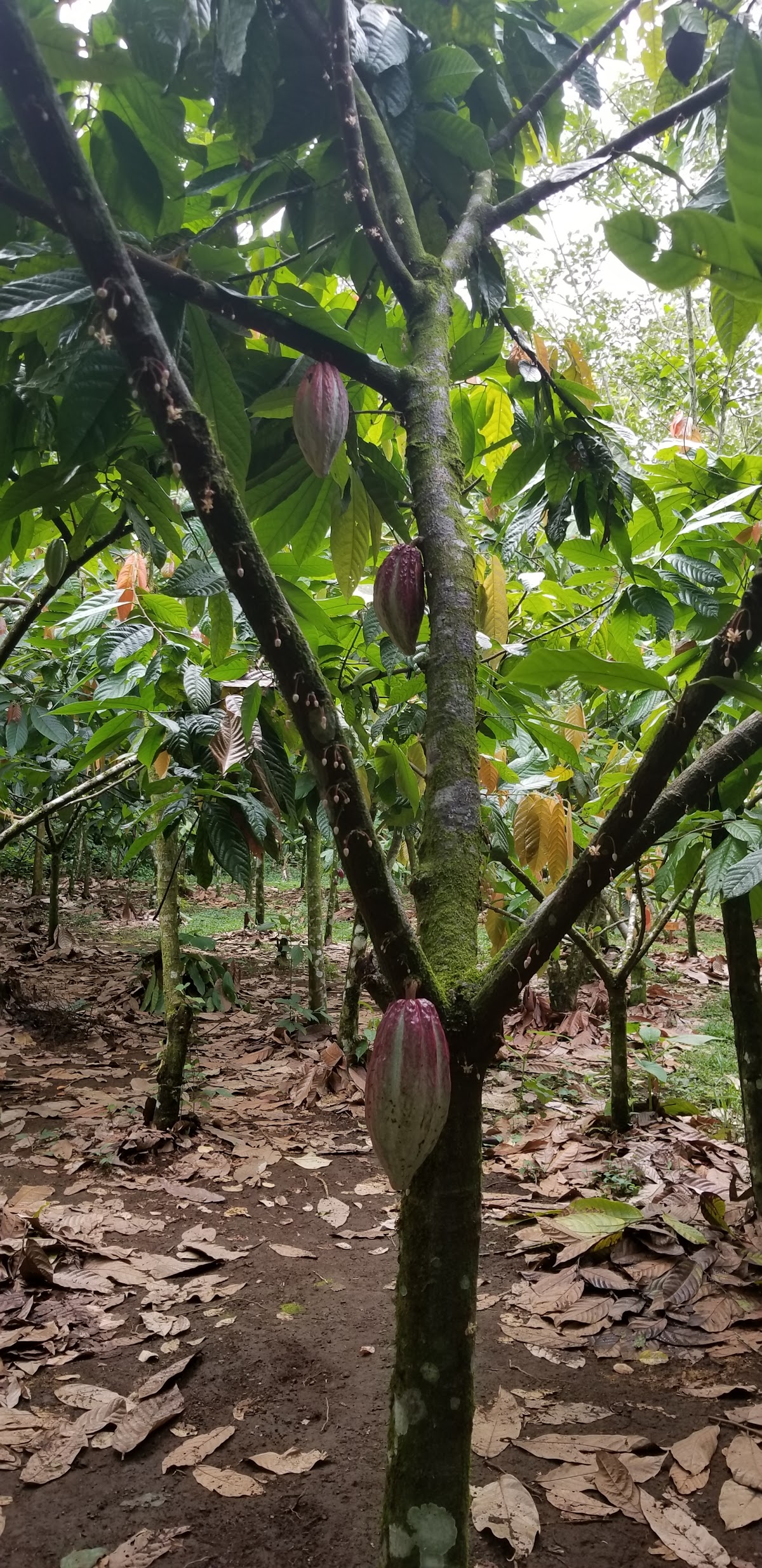 Rainforest Chocolate Tour - photo 4