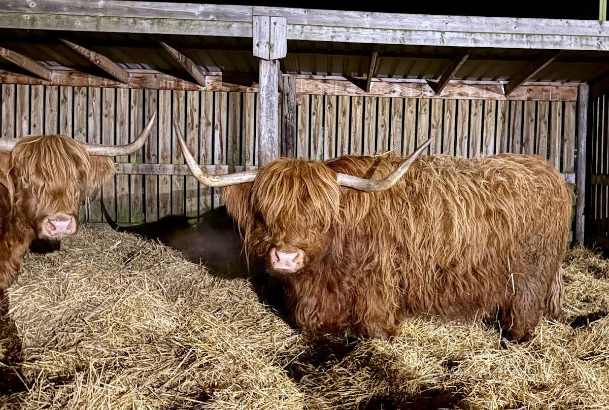Highland Experience Tours - photo 4