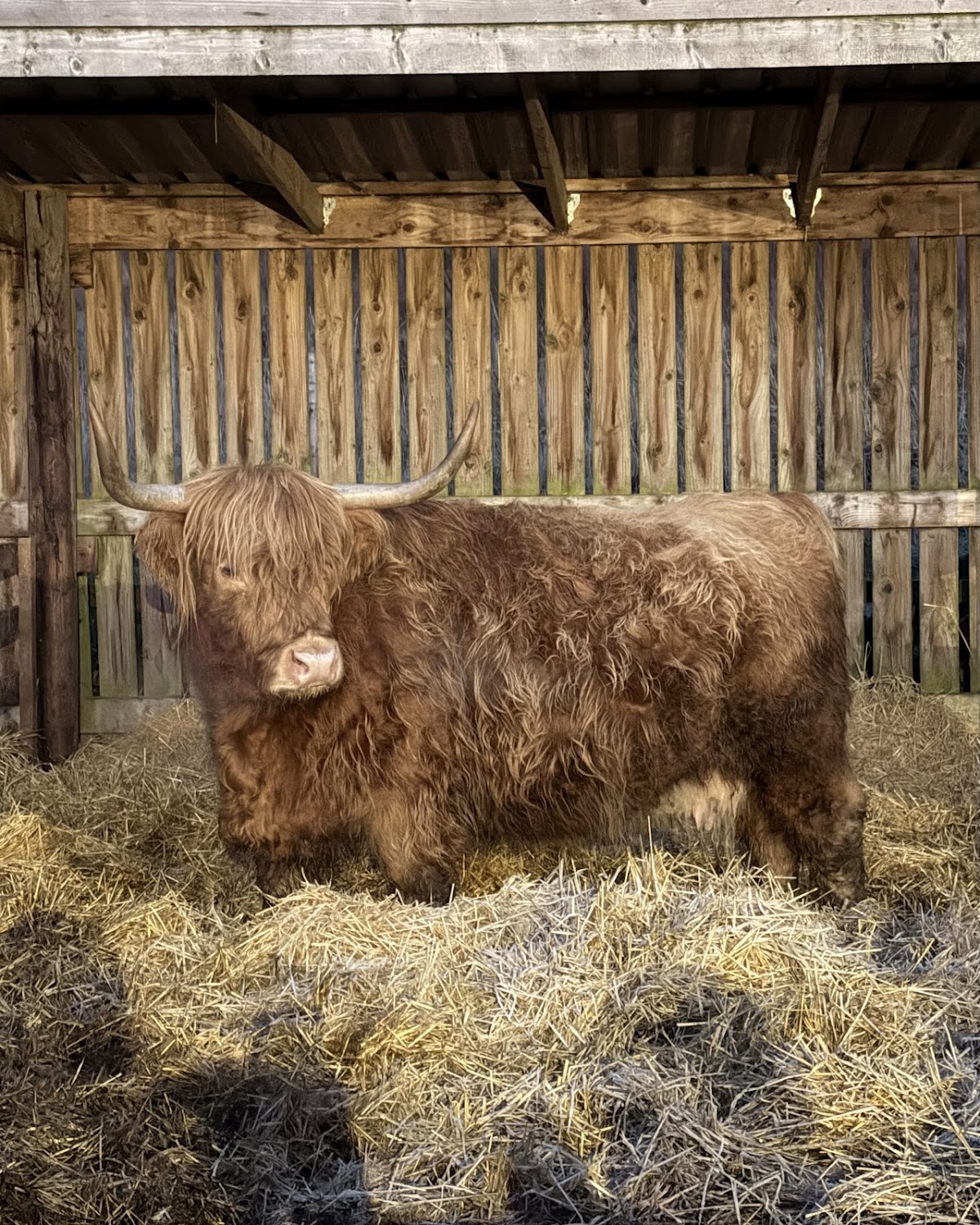 The Hairy Coo - Scotland Tours - photo 3