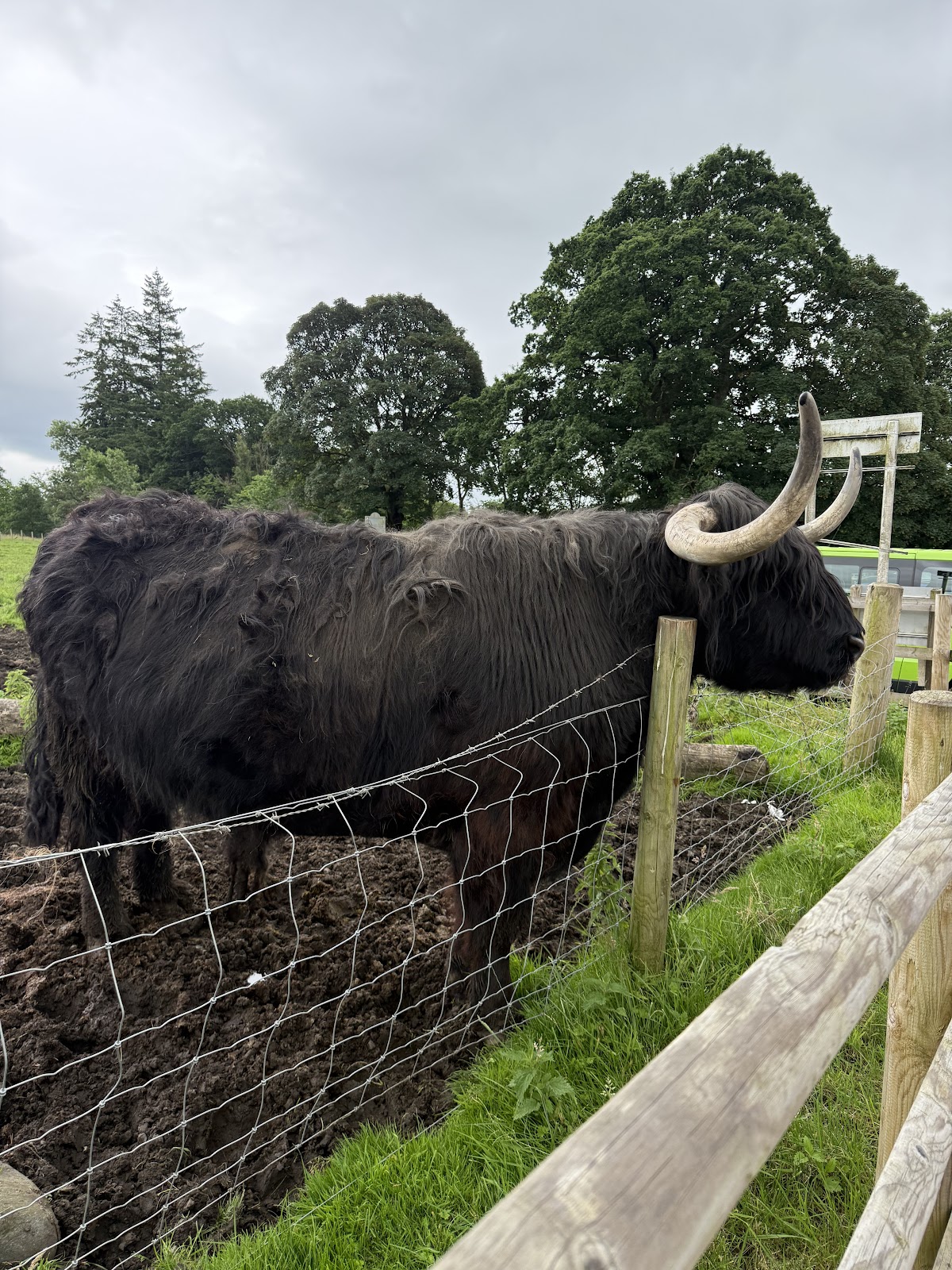 The Hairy Coo - Scotland Tours - photo 4